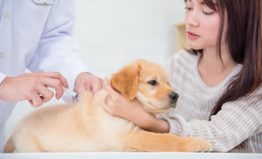 犬の写真